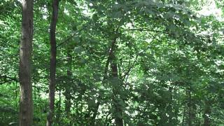 Birds singing in the forest  Vogel Gesang im Wald  Schweiz 2014 [upl. by Solohcin]