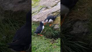 Popping Puffin Heads  A Fascinating Highspeed Phenomenon puffin animals birds [upl. by Htaek]