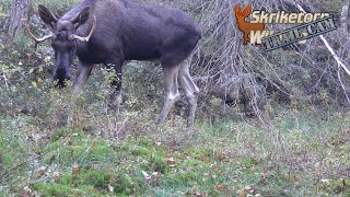 Älgarna har återvänt till skriketorp Trail Cam [upl. by Akira251]