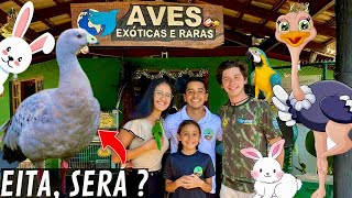 Aves Exóticas e Raras  Ganso Cereopsis  filhote de avestruz  Quem é o Koji   Aves Recriar [upl. by Saum]