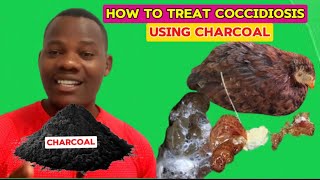 How to treat coccidiosis on a poultry farm using charcoal [upl. by Enilrad]