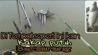 Mancing Seru di Tambak berburu Si Kakap putih [upl. by Corbett]