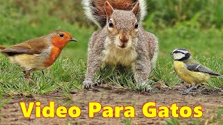 Videos Para Gatos  El video favorito de tus gatos [upl. by Nivlen]