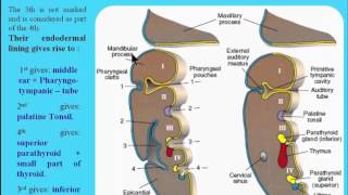 9 Pharyngeal Pouches [upl. by Plantagenet898]