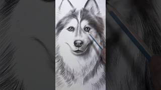 Dog pencil drawing 😹 drawing art [upl. by Russo]