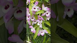 Dendrobiuns floridos orquídeas dendrobium  orchid [upl. by Enila]