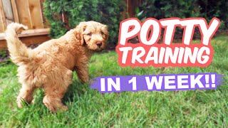 HOW TO Potty Train Your Puppy FAST 🐶 10 week old puppy trained in 1 WEEK [upl. by Nosam]