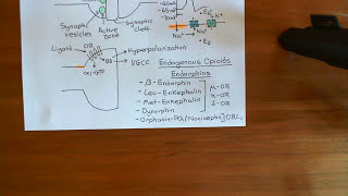 The Opioid Receptors Part 8 [upl. by Audras]