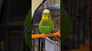 Talking Parakeet Says 33 Words in Under a Minute  Boba the Budgie [upl. by Lightman89]