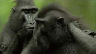 Endangered Primate Society Crested Black Macaque Troop  Nature on PBS [upl. by Assirod]