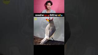 Facts about Oxpecker Bird 🐦  khoon pine wali chidiya 🐦😱  facts created by TheFact 😊 facts [upl. by Leugim]