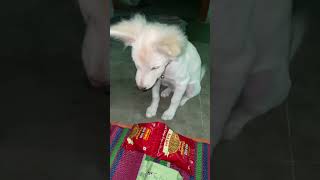 🥲cuteanimal youtubeshorts indianspitz puppy [upl. by Sholeen]