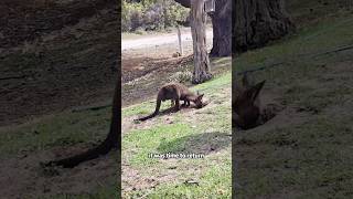 The kangaroo threw upshorts animals kangaroo rescue [upl. by Riatsila]