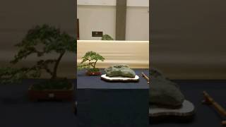 innovation competion center Bonsai and suiseki Bogor Indonesia [upl. by Bev]