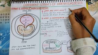 Haematoposiesis explained  PART1 Stem cells  Red and yellow bone marrow  medicologylectures [upl. by Enaenaj889]