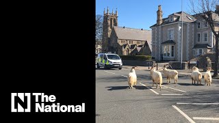 Coronavirus lockdown sees Llandudno become a goat town [upl. by Stan766]