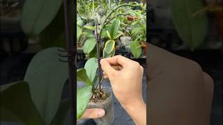 Grow orchids blooming brilliantly gardening [upl. by Marijane131]