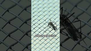 Warning Chikungunya Virus Rapidly Spreading [upl. by Alekat817]