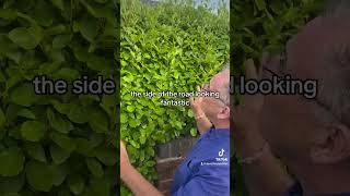 Griselinia littoralis gardeningforbeginners gardening garden plants [upl. by Wanyen]