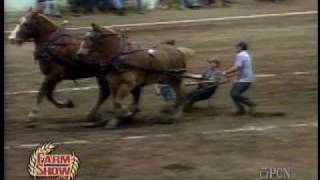 PA Farm Show 2010  Horse Pull  Horses Pull Guys  PCN [upl. by Fiora378]