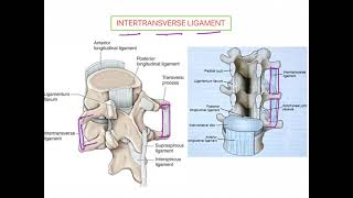 Intertransverse Ligament VERTEBRAL COLUMN [upl. by Norted]