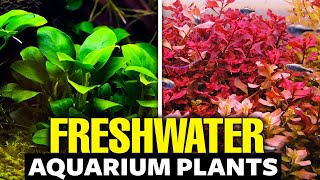 The 30 BEST Freshwater Aquarium Plants [upl. by Millicent]