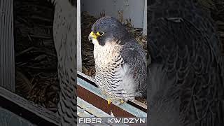 Fiber 29 09 2024 birds falcons nest [upl. by Burkhard]