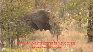 Africa elephant hunt67 lb 87quot tusks Warthog Safaris 470 Nitro [upl. by Gussman148]