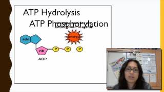 ATP and Energy [upl. by Muraida26]