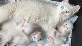 Rescuing a mom cat and her kittens [upl. by Adnor666]