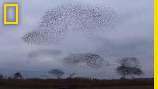 Watch Starlings Fly in Mesmerizing ShapeShifting Cloud Formation  National Geographic [upl. by Dnamra765]