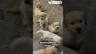 Fascinating Facts About Newborn Puppies Growth and Development Stages [upl. by Attelrac700]