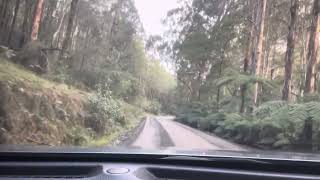 Toolangi State Forest Drive [upl. by Nnylassej]