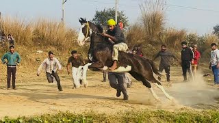 🔴LIVE  HORSE RACE DAHERU khanna  30 Dec22 bareback horses racing [upl. by Hodgkinson]