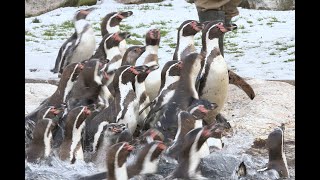 Ferienspaß mit Pinguinen I Tiergarten Schönbrunn [upl. by Wilfreda]