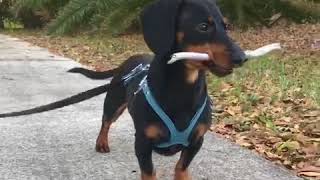 Can You Tell Crusoe is Happy to be in Florida [upl. by Chemosh]