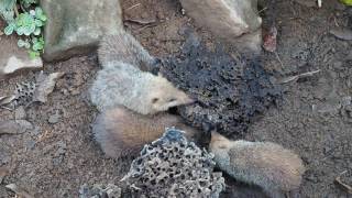 Christopher Golden Bush Meat in Madagascar  Nat Geo Live [upl. by Arlana]