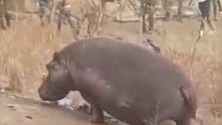 L’hippopotame qui semait la panique à Kédougou abattu par un chasseur [upl. by Xino]