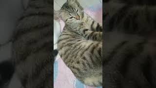 Sad Kitten 🐈😪 kitten cat sad shorts youtubeshorts cute animals [upl. by Tarrant100]