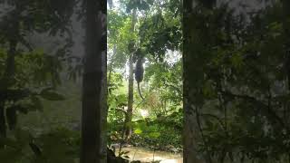 Fruit Monkey monkey hanuman cute shorts animals subscribe shortvideo [upl. by Adah893]