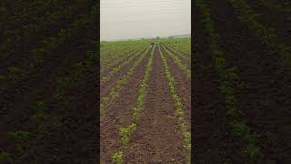 best way of spraying chemical on chilli crop plant by using battery sprayer with two way nozzle [upl. by Idnis]