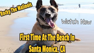 Rocky Famous Malinois At Santa Monica Beach CaliforniaMUST SEE [upl. by Shiau]