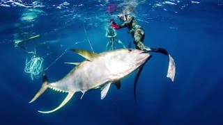 Pesca Submarina Atún de aleta amarilla 100Kg  CAZA DE AGUA AZUL Spearfishing [upl. by Hashum]