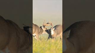 Fight Big Bucks deer hunting deerhunting huntingleases [upl. by Amalita222]