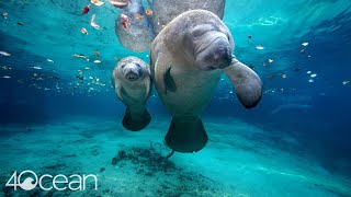 Save the Manatee 4ocean [upl. by Faletti556]