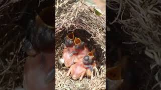 Widl Bird in Nest In Field Nesting BirdBehavior BirdWatching NatureLovers Wildlife Birds [upl. by Annaitat502]