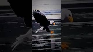 the best Eagle caching fish eagleking [upl. by Atteyek]