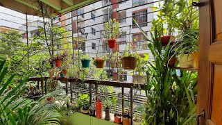 Balcony garden in Bangladesh simple amp easy to look after [upl. by Llenrahc]