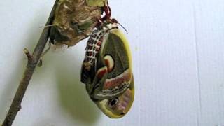 Hyalophora cecropia moth inflates wings after emerging from cocoon [upl. by Ahsyla630]