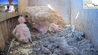 Cute Female barn owl collects barn owl nestling that wondered to the other side of the nest box [upl. by Modnarb]